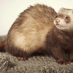 ferret