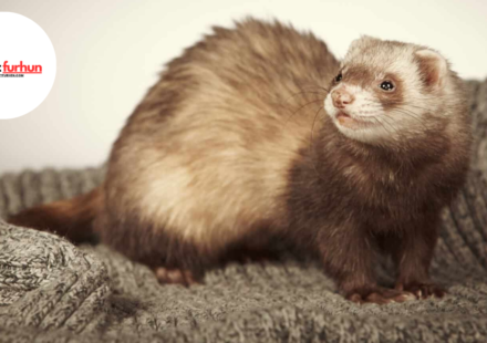 ferret
