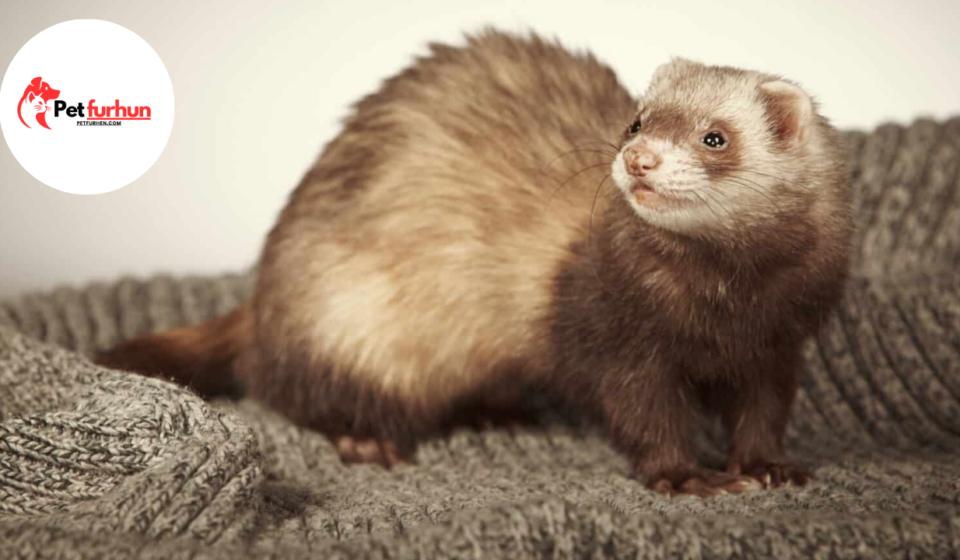 ferret