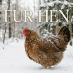 Fur Hen