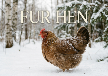 Fur Hen