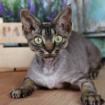 hypoallergenic cats