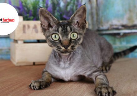 hypoallergenic cats