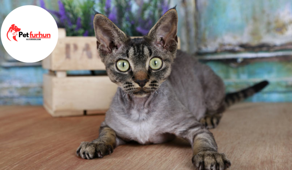 hypoallergenic cats