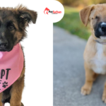 free puppies