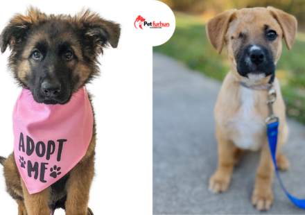 free puppies