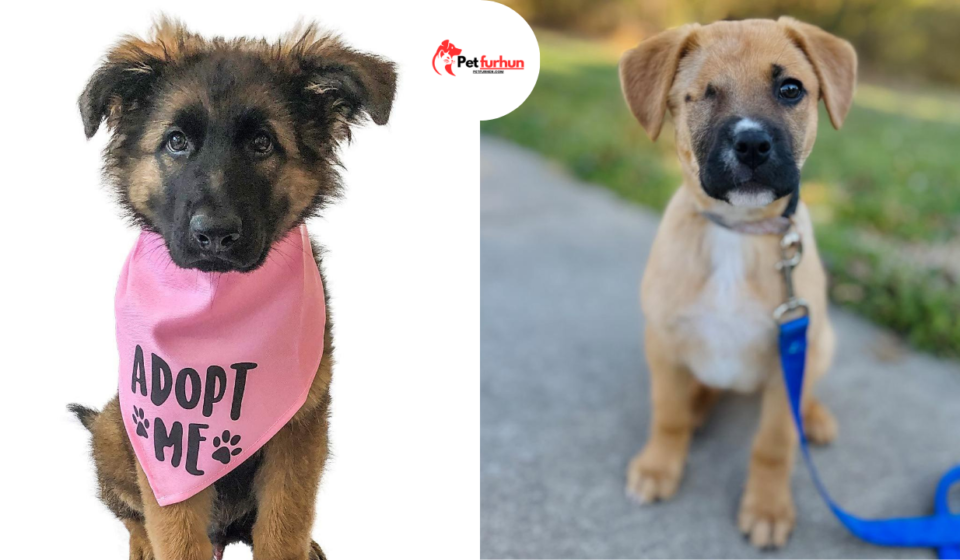 free puppies