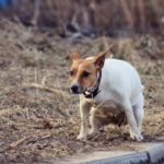 why do dogs eat poop