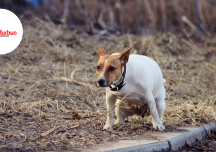 why do dogs eat poop