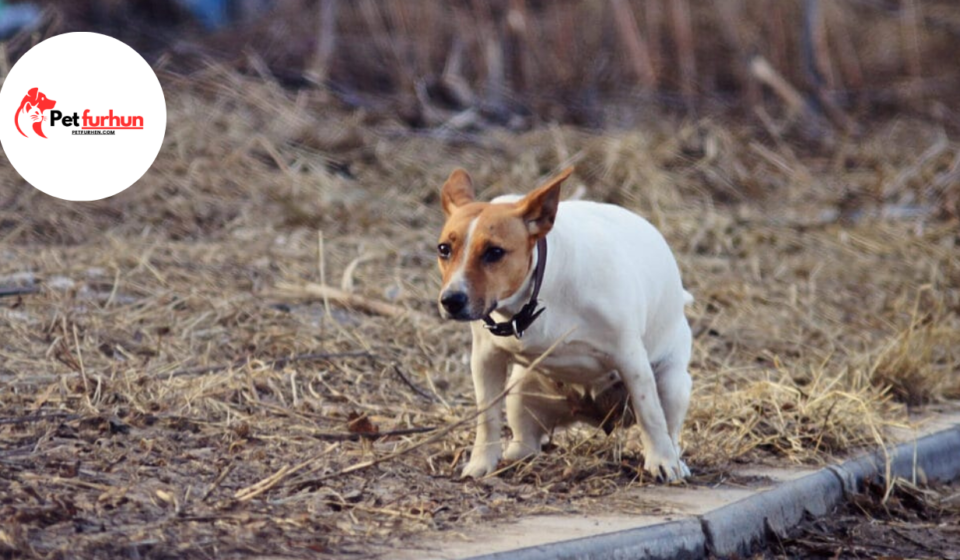 why do dogs eat poop