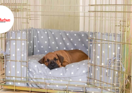 Crate training