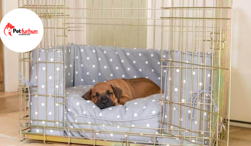 Crate training