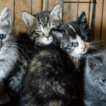 Cats for Adoption