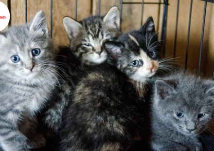 Cats for Adoption