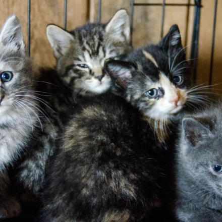 Cats for Adoption