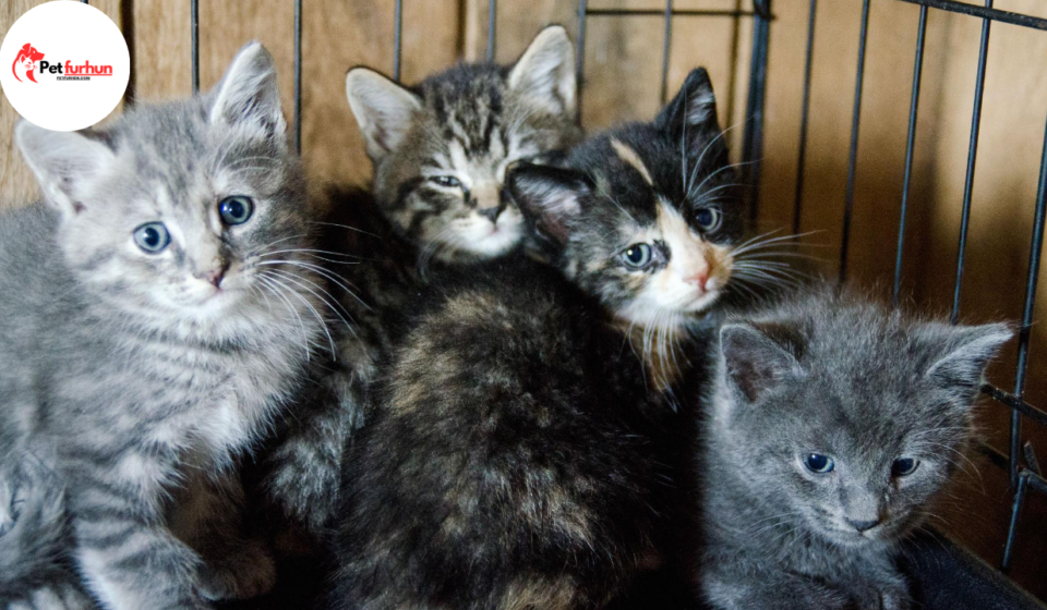 Cats for Adoption