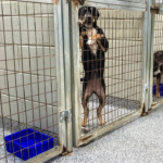 Dog shelters
