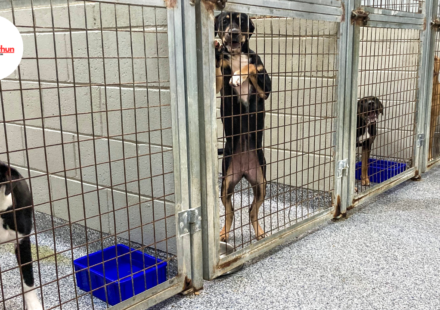 Dog shelters