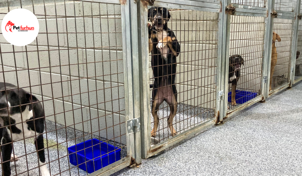 Dog shelters