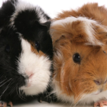 guinea pig