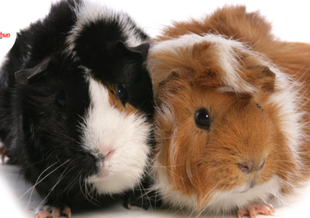 guinea pig