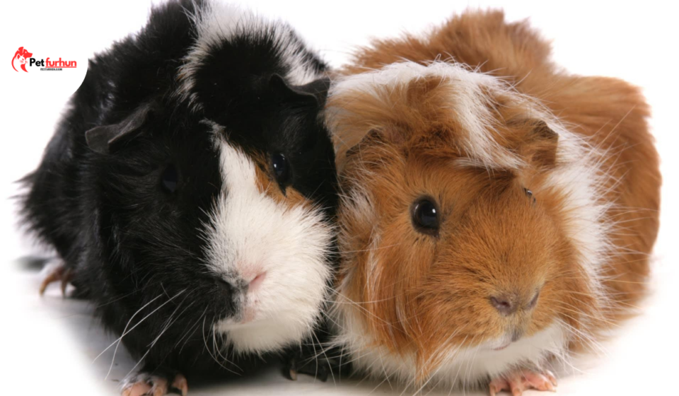 guinea pig