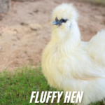 Fluffy Hen