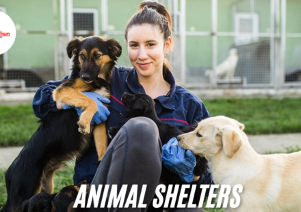 Animal shelters