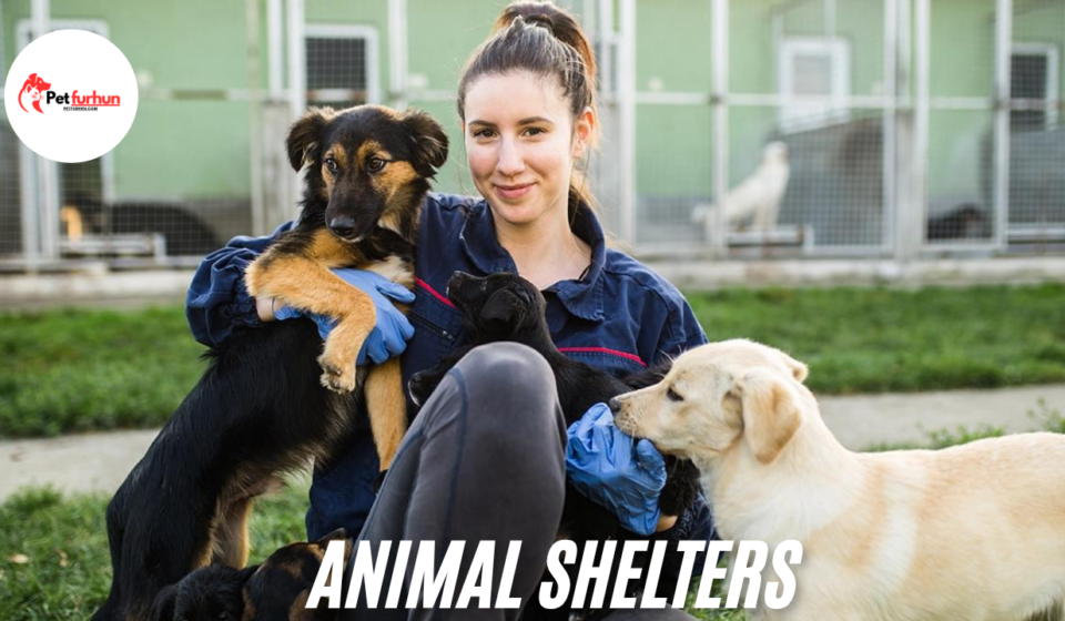 Animal shelters