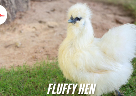 Fluffy Hen