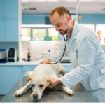 cheap vets