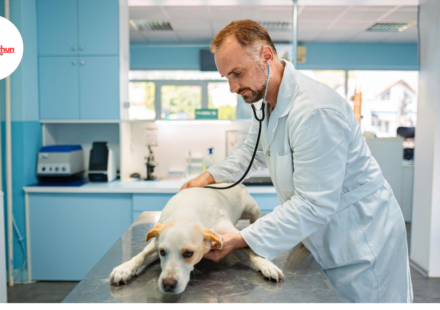 cheap vets