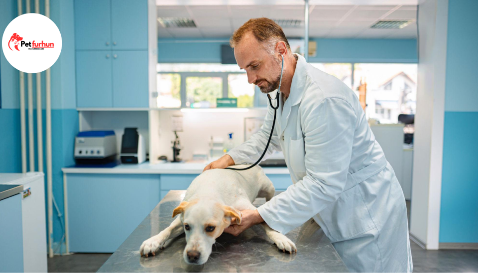 cheap vets