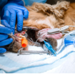 dog dentist