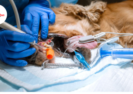 dog dentist