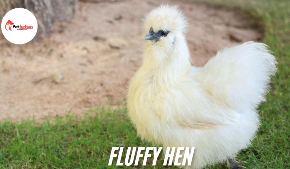 Fluffy Hen