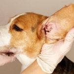 dog ear infection