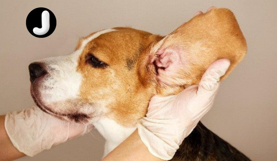 dog ear infection