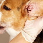dog ear infection