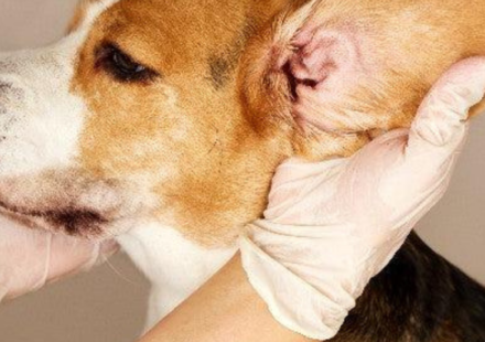 dog ear infection