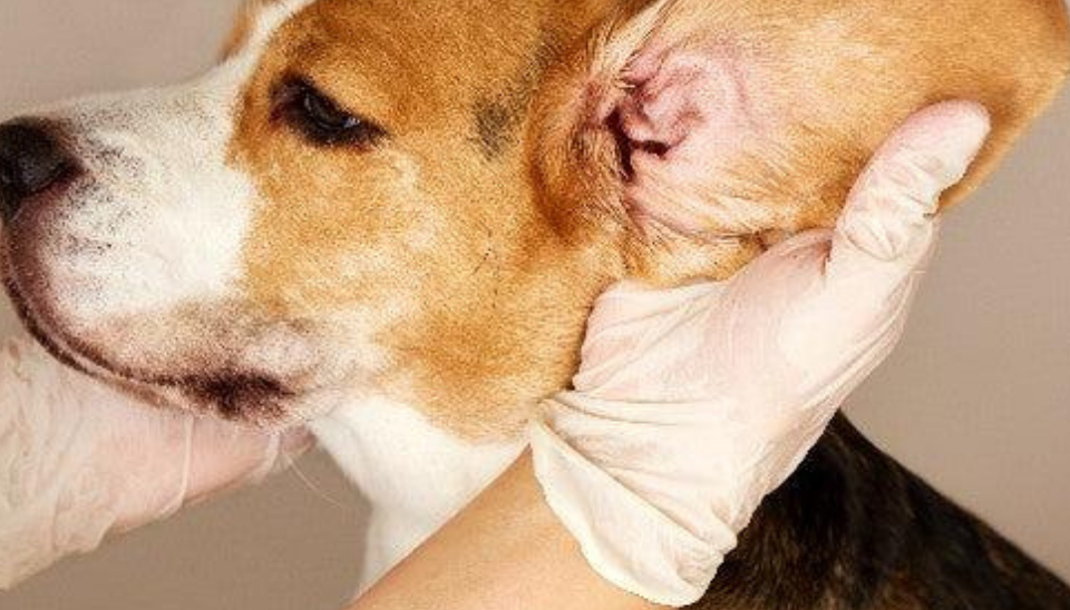 dog ear infection