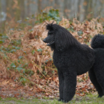 Hypoallergenic dogs