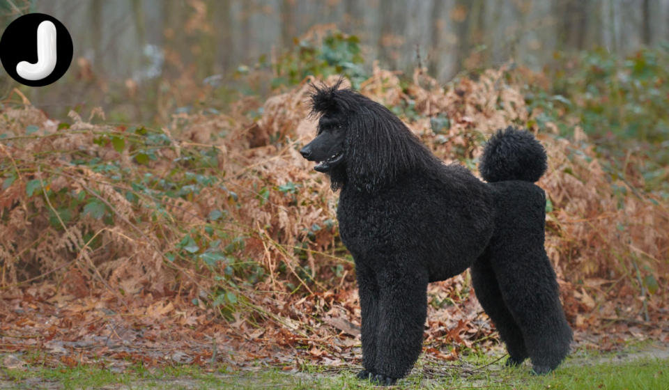 Hypoallergenic dogs
