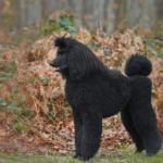 Hypoallergenic dogs
