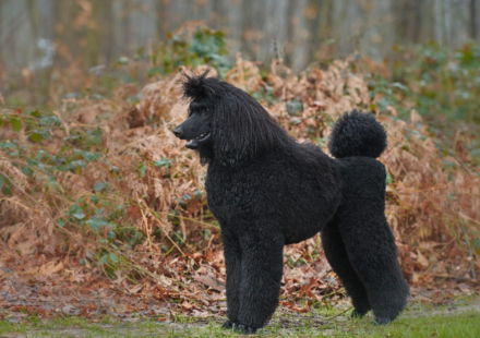 Hypoallergenic dogs