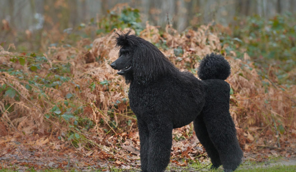 Hypoallergenic dogs