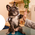 Gabapentin for dogs