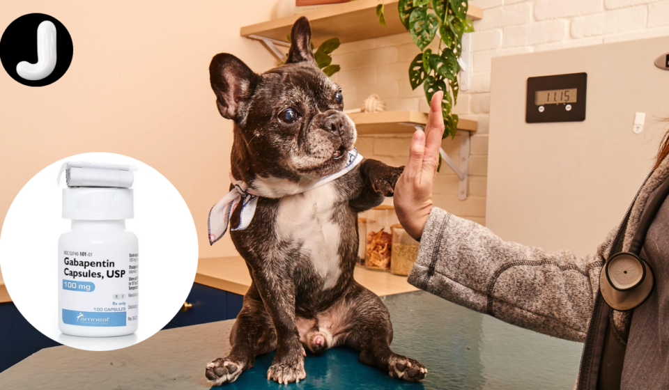 Gabapentin for dogs