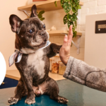 Gabapentin for dogs