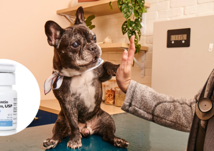 Gabapentin for dogs